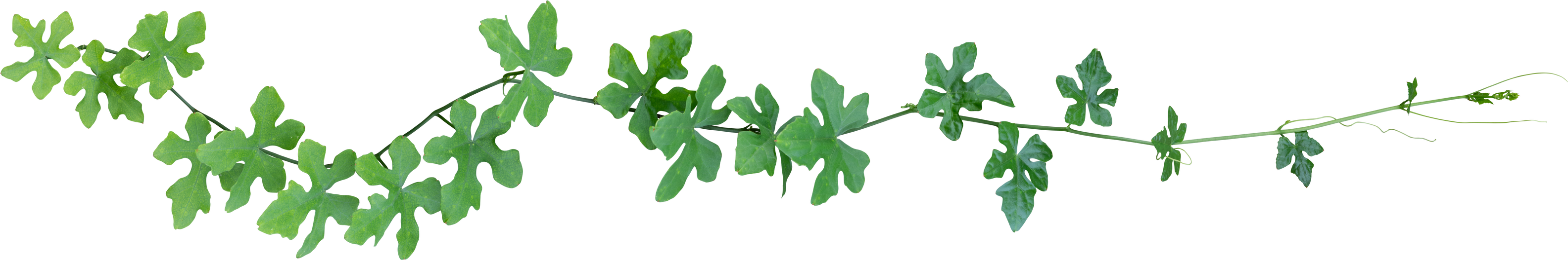 Vine Plant, Green Leaves Transparent